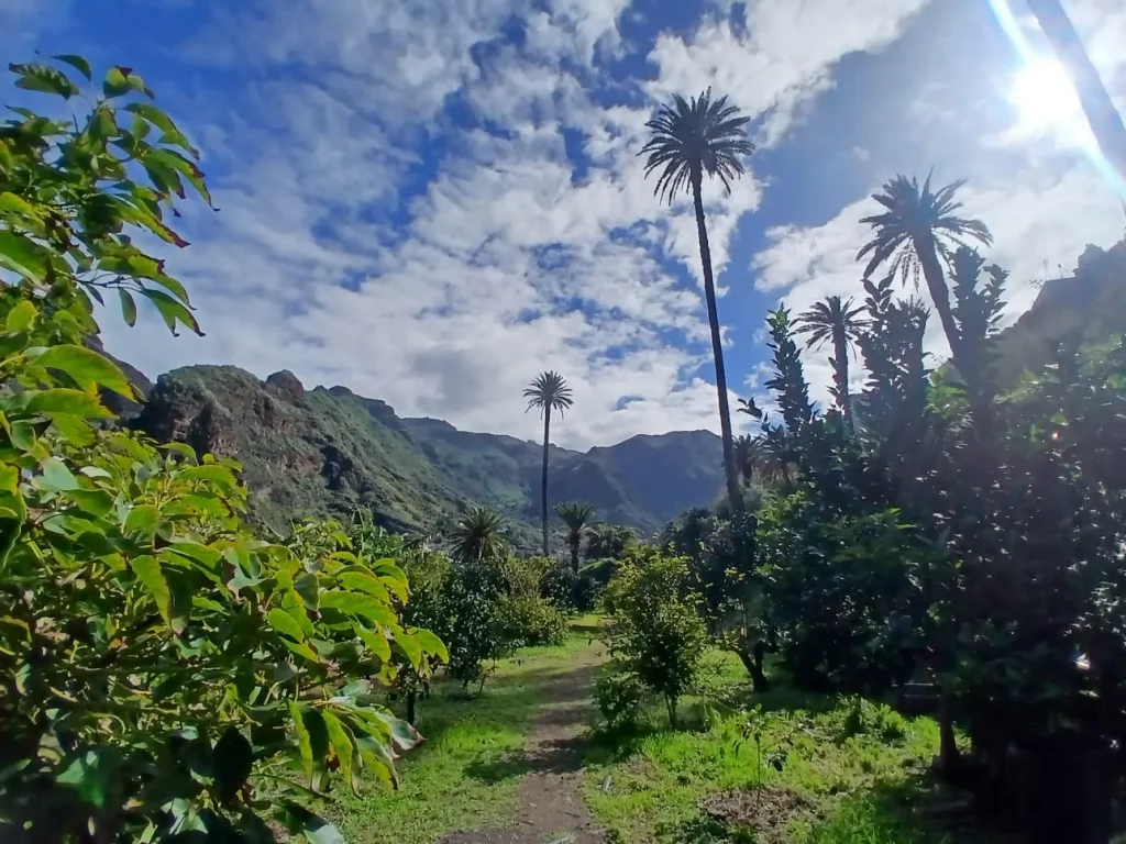 Paisaje verde de Gran Canaria, para conocer la isla