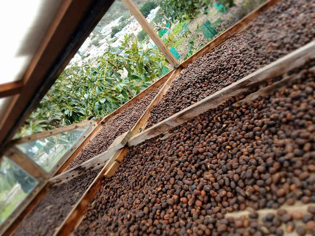 Coffe Farm en Agaete